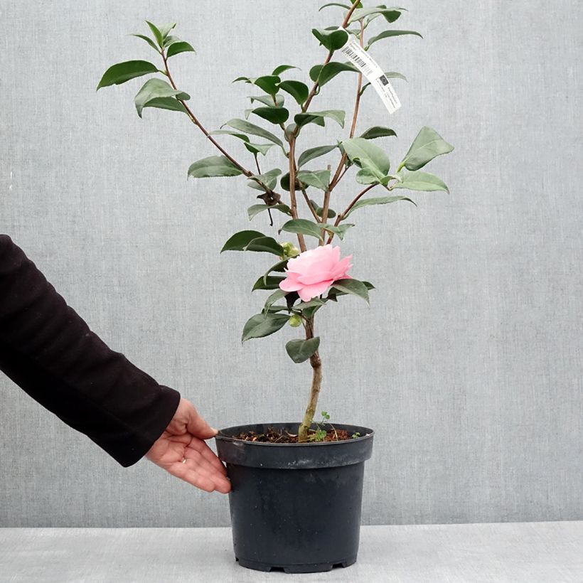 Example of Camellia japonica Nuccio's Cameo Vaso da 4L/5L as you get in printemps