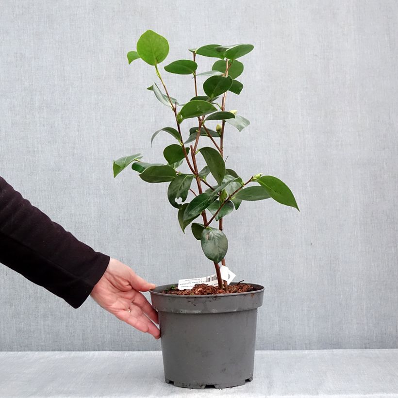 Esemplare di Camellia japonica Nuccio's Gem Vaso da 2L/3L come consegnato in autunno