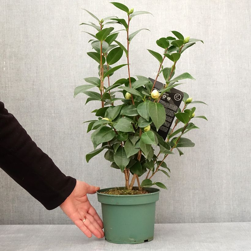 Camélia Nuccio's Gem - Camellia japonica  Pot de 2L/3L esemplare consegnato in inverno