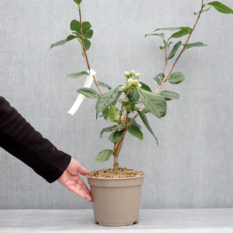 Camélia réticulé Den Burton - Camellia reticulata Pot de 4L/5L esemplare consegnato in inverno
