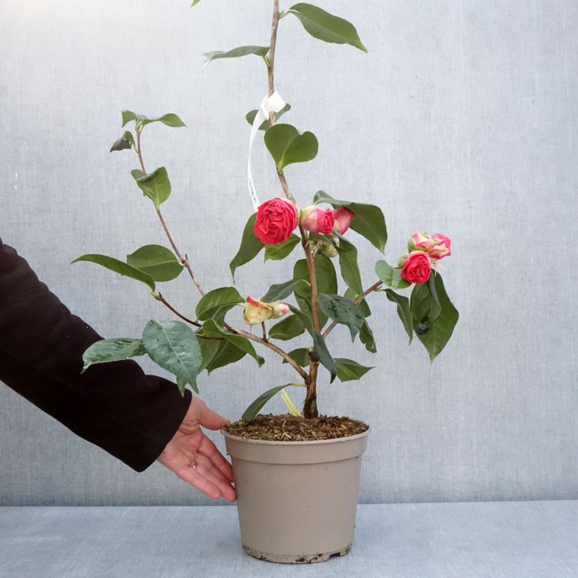 Camellia reticulata Den Burton Vaso da 4L/5L esemplare consegnato in primavera