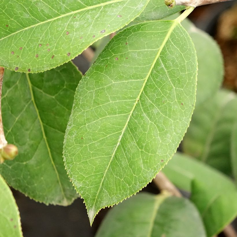 Camellia reticulata Dr Clifford Parks (Fogliame)