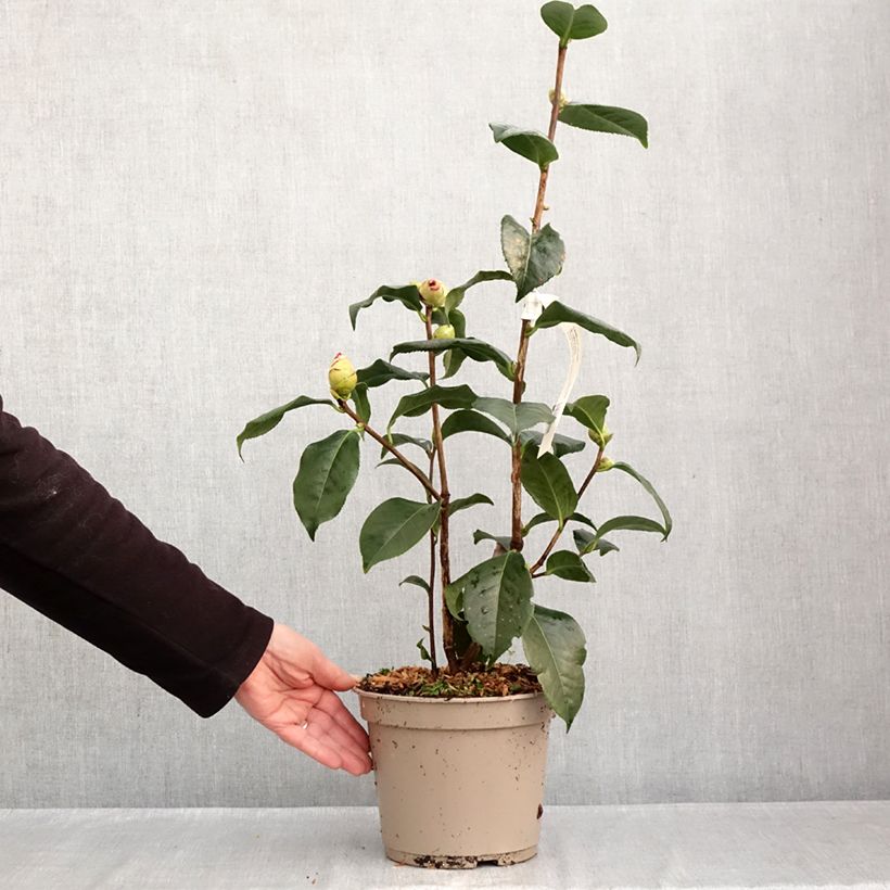 Esemplare di Camellia reticulata Dr Clifford Parks Vaso da 4L/5L come consegnato in autunno