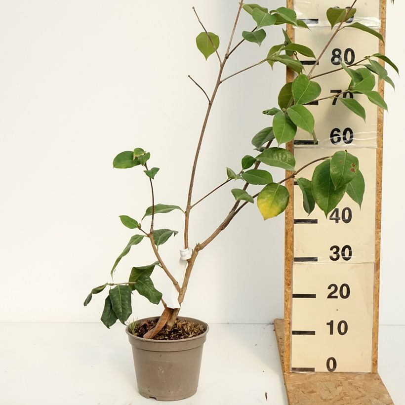 Esemplare di Camellia reticulata Dr Clifford Parks Vaso da 4L/5L consegnato in estate