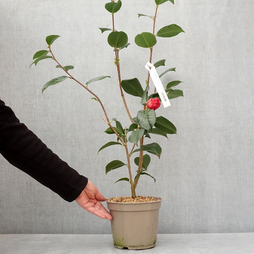 Camélia réticulé Dr Clifford Parks - Camellia reticulata Pot de 4L/5L esemplare consegnato in inverno