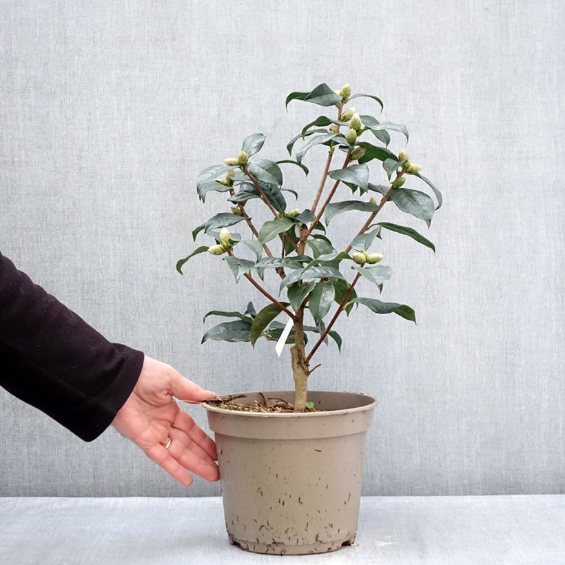 Camellia reticulata Ile Crozet Vaso da 4L/5L esemplare consegnato in inverno