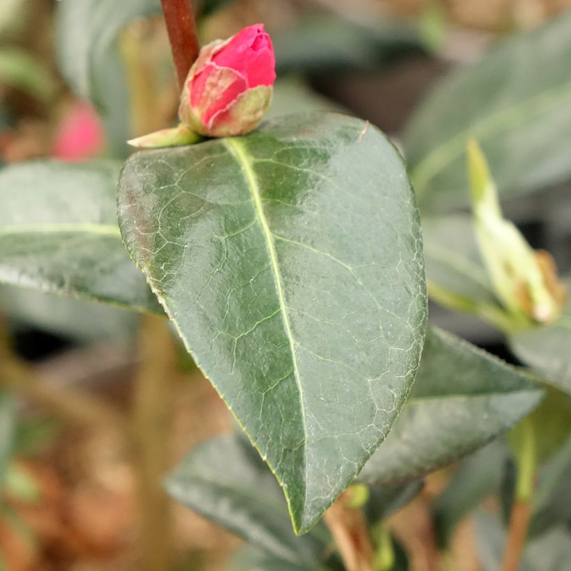 Camellia reticulata Illumination (Fogliame)