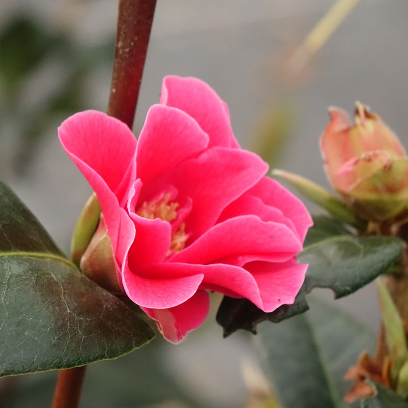 Camellia reticulata Illumination (Fioritura)
