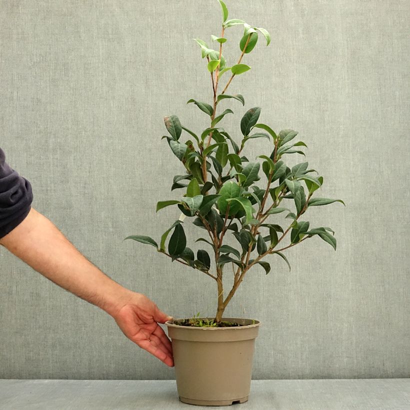 Esemplare di Camellia reticulata Illumination Vaso da 4L/5L consegnato in estate