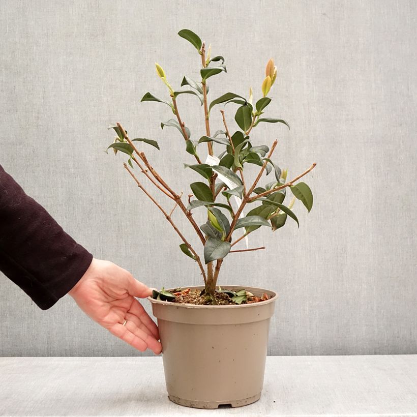 Camellia reticulata Illumination Vaso da 4L/5L esemplare consegnato in primavera
