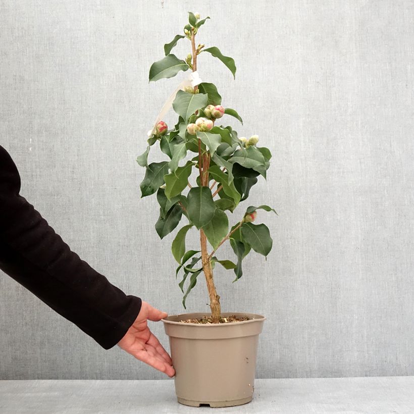 Camélia réticulé Larry Piet - Camellia reticulata Pot de 4L/5L esemplare consegnato in inverno