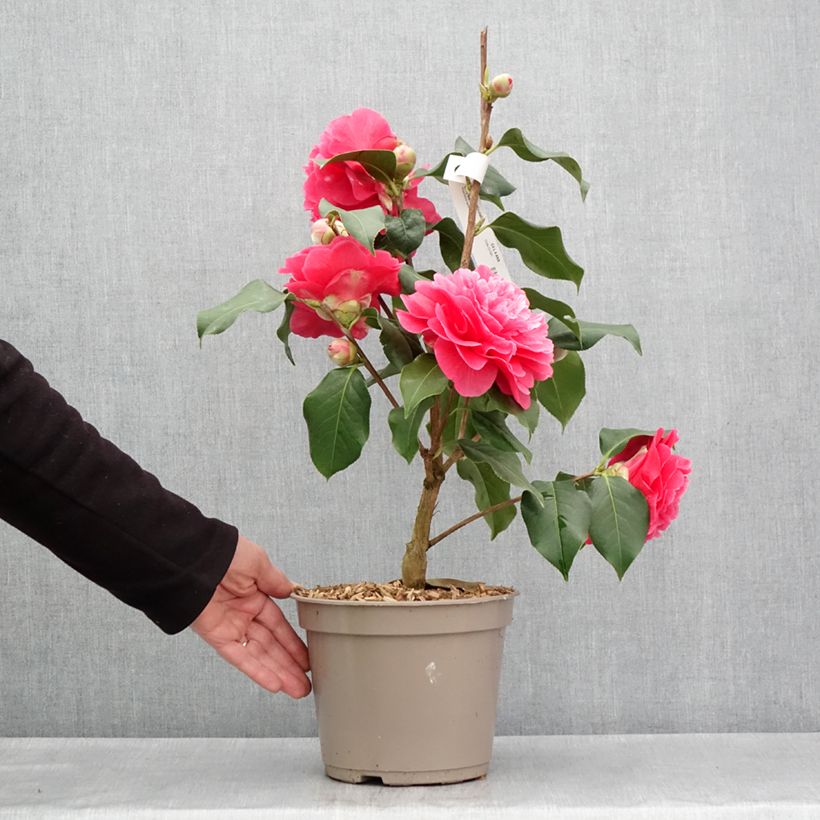 Camellia reticulata Larry Piet Vaso da 4L/5L esemplare consegnato in primavera