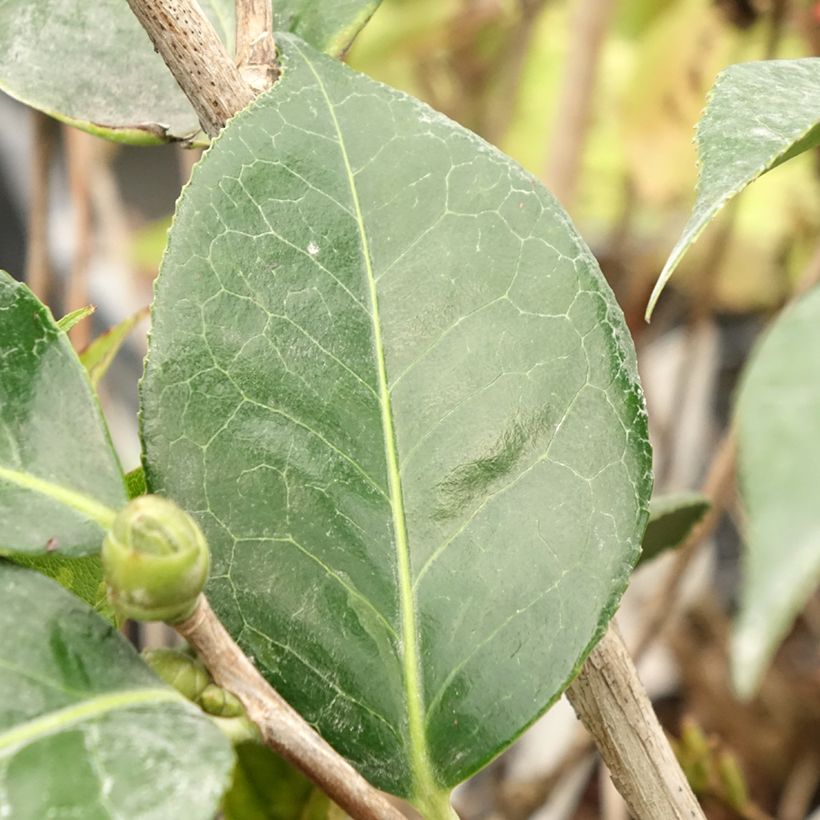Camellia reticulata Lasca Beauty (Foliage)