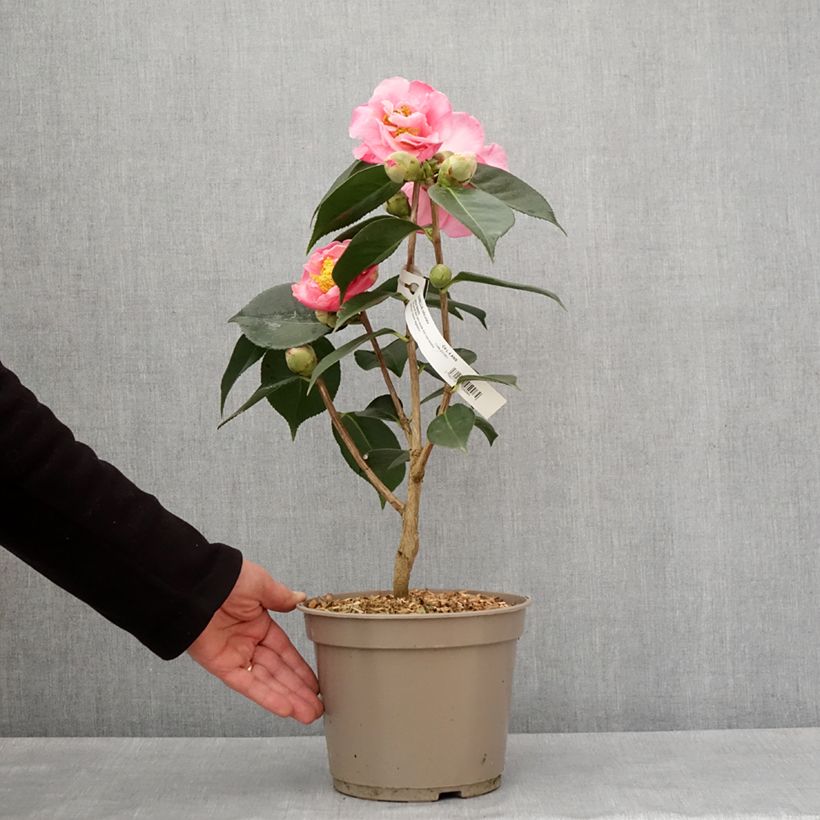 Camélia réticulé Lasca Beauty - Camellia reticulata Pot de 4L/5L esemplare consegnato in inverno