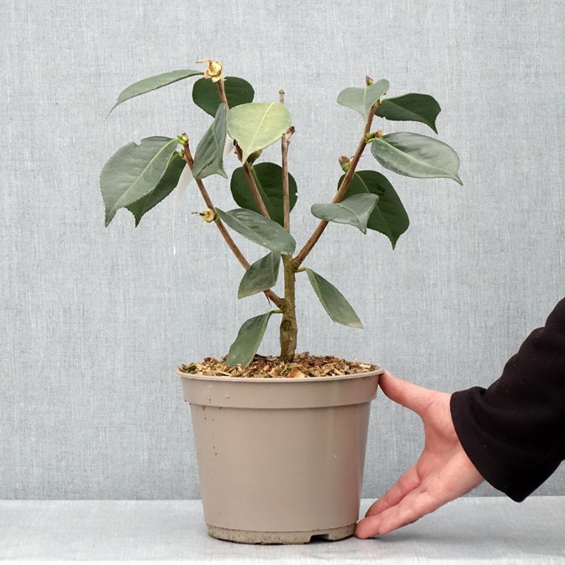 Example of Camellia reticulata Lasca Beauty Vaso da 4L/5L as you get in printemps