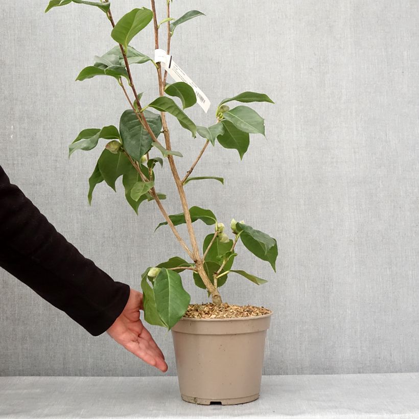 Camélia réticulé Lila Naff - Camellia reticulata Pot de 4L/5L esemplare consegnato in inverno