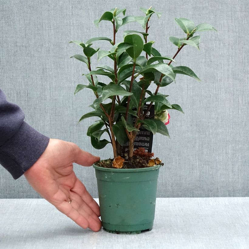 Example of Camellia japonica Roger Hall Vaso da Ø 12 cm / 13 cm as you get in printemps