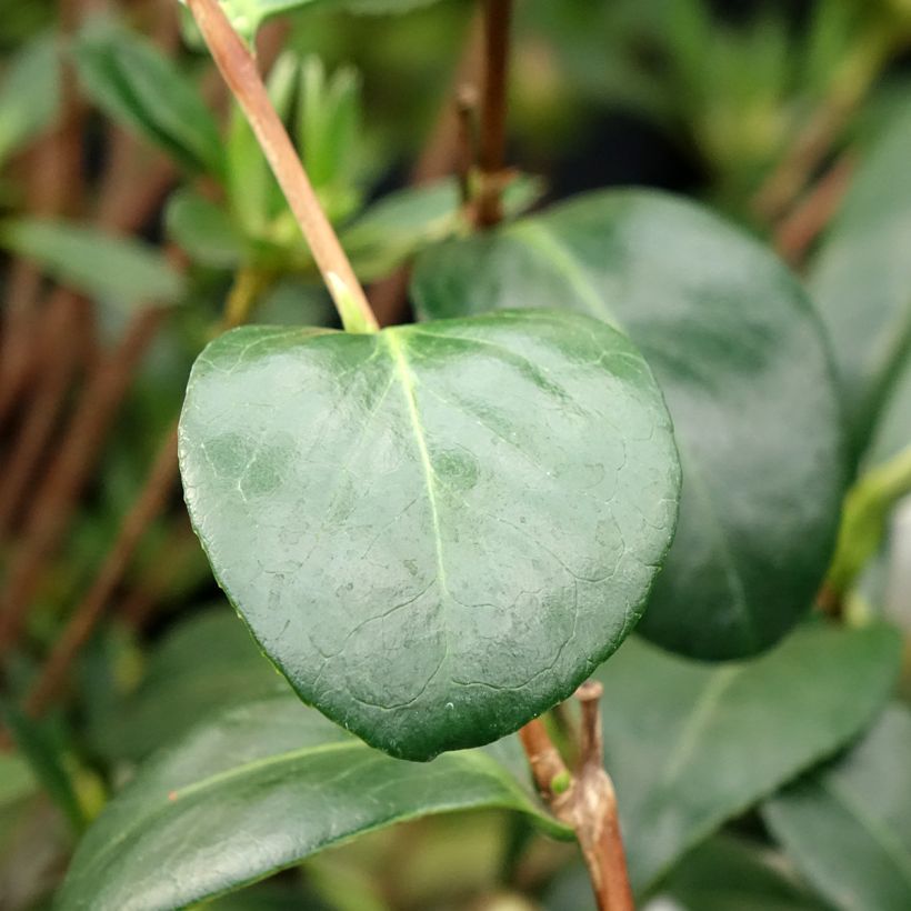 Camellia japonica Satsuma (Fogliame)