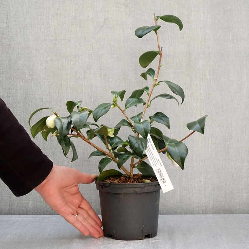 Camellia japonica Satsuma Vaso da 2L/3L esemplare consegnato in primavera
