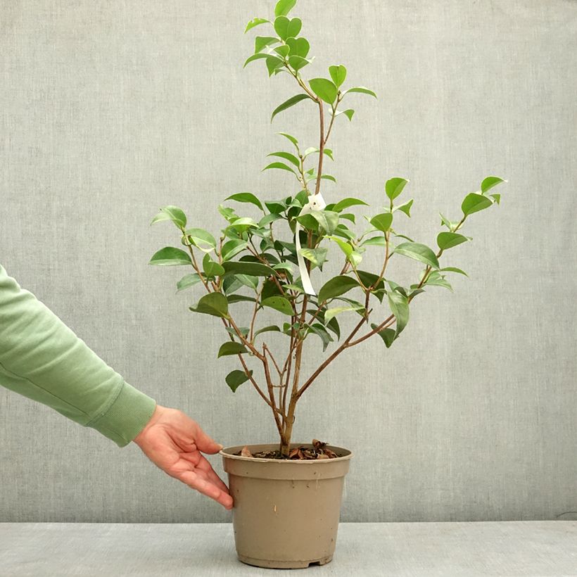Camellia japonica Spring Formal Vaso da 4L/5L esemplare consegnato in primavera