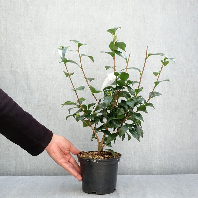 Esemplare di Camellia japonica Stacy Susan Vaso da 2L/3L come consegnato in autunno