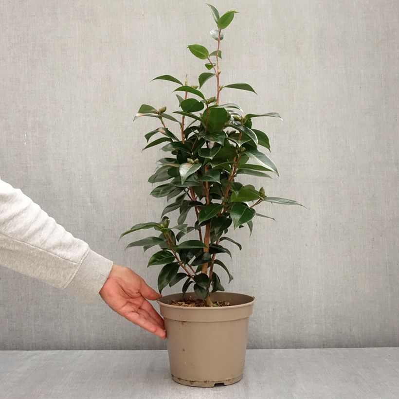 Esemplare di Camellia japonica Stromboli Vaso da 4L/5L come consegnato in autunno