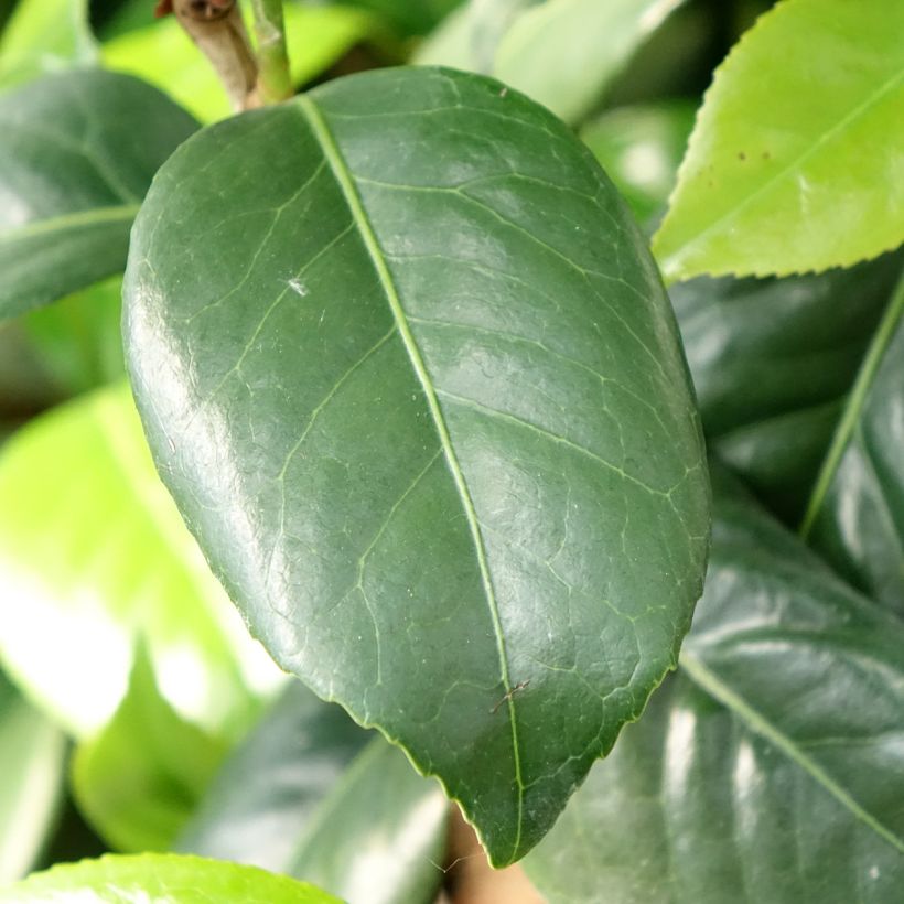 Camellia japonica Tada Meibi (Fogliame)