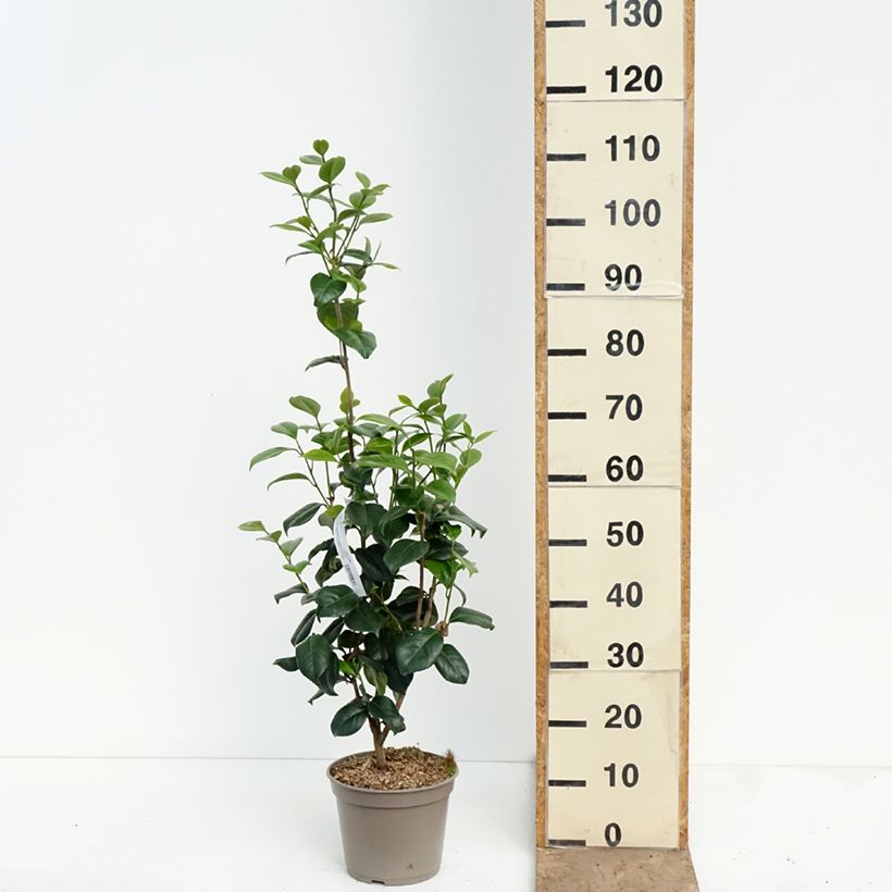 Camellia japonica Tada Meibi Vaso da 4L/5L esemplare consegnato in primavera
