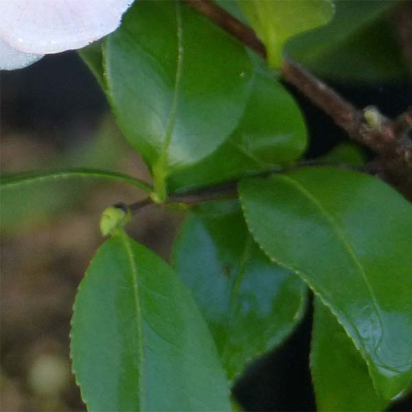 Camellia Cinnamon Scentsation (Fogliame)