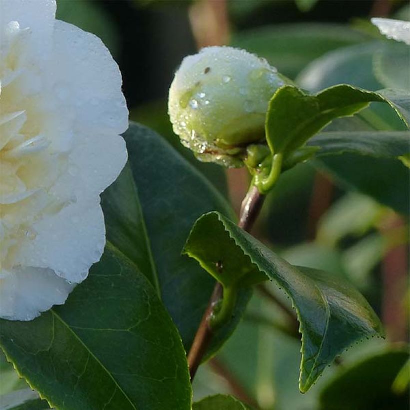 Camellia japonica Jury's Yellow (Foliage)