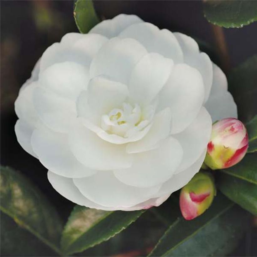 Camellia sasanqua Early Pearly (Fioritura)