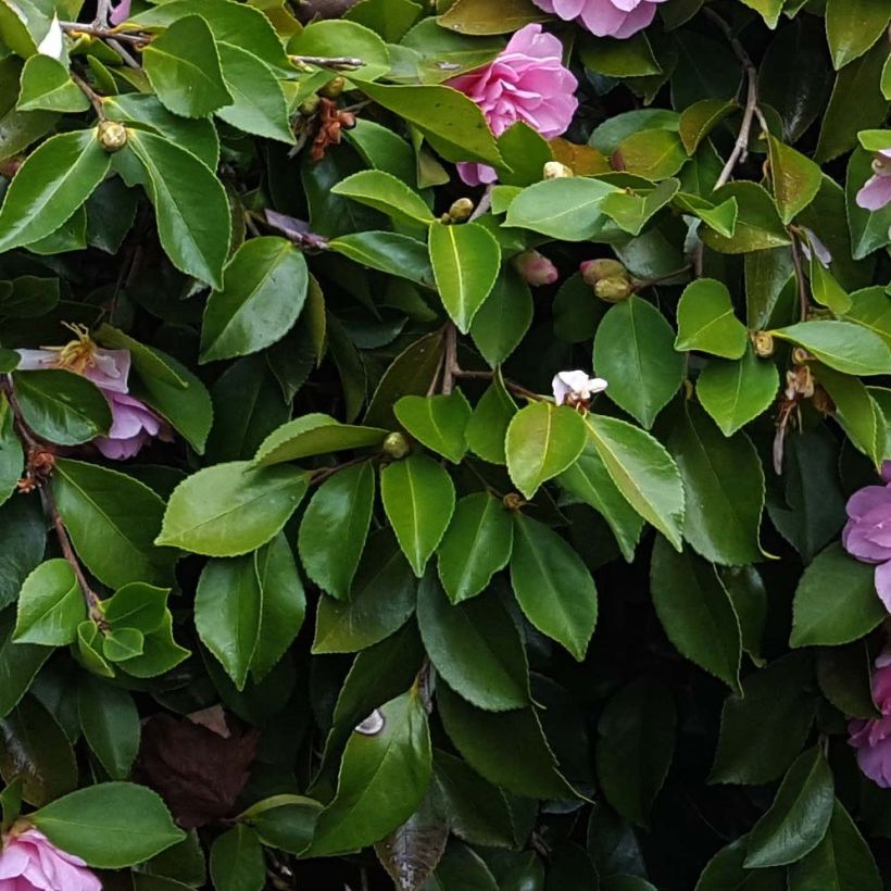Camellia sasanqua Waterfall Pink (Fogliame)