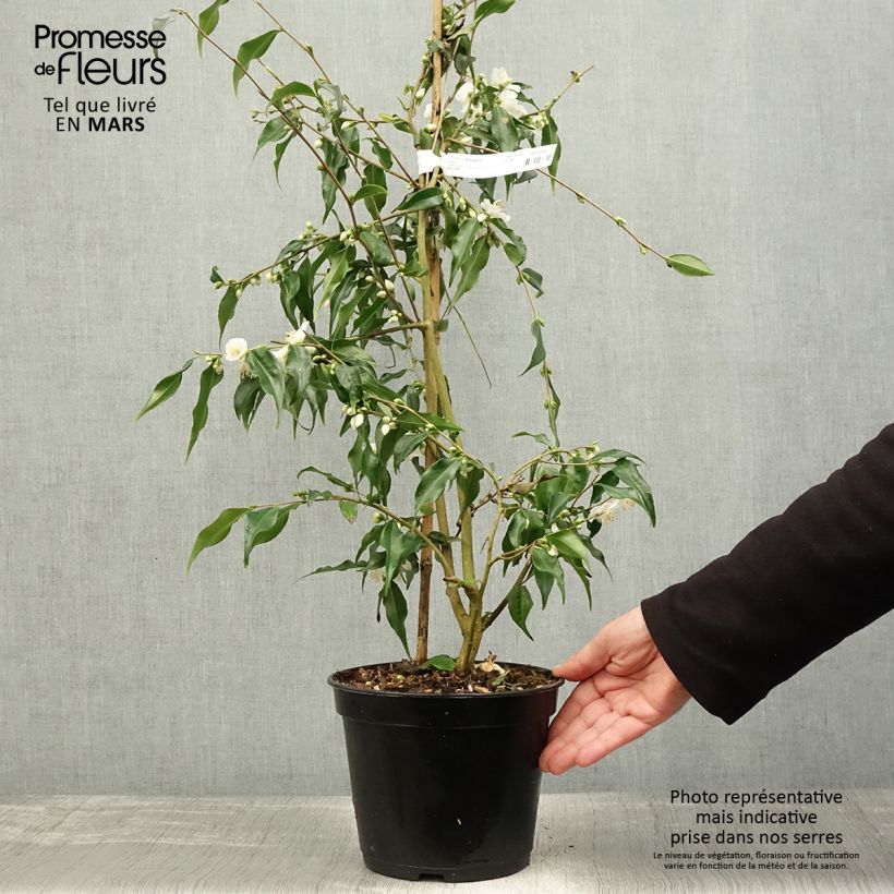 Example of Camellia tsaii - Camelia tsaii Vaso da 4L/5L as you get in printemps