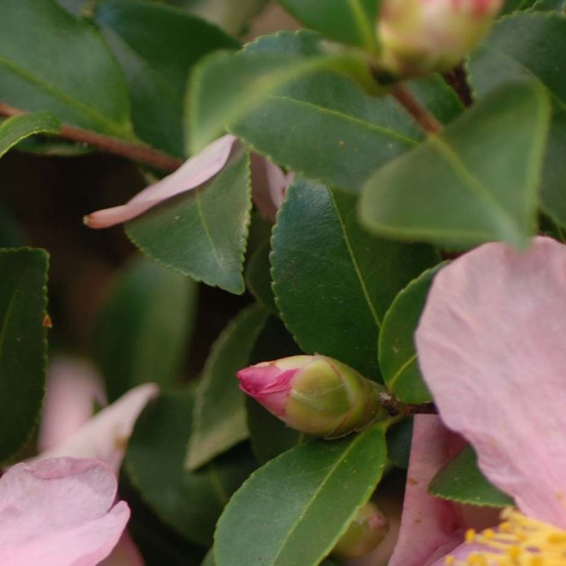 Camellia hiemalis Pink Goddess (Fogliame)
