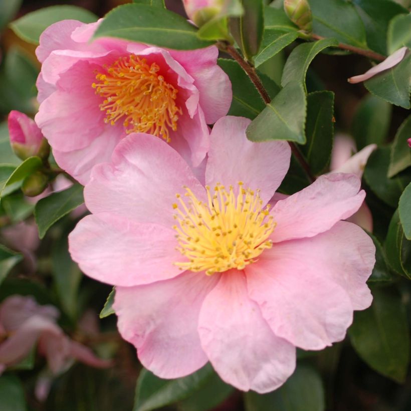 Camellia hiemalis Pink Goddess (Fioritura)