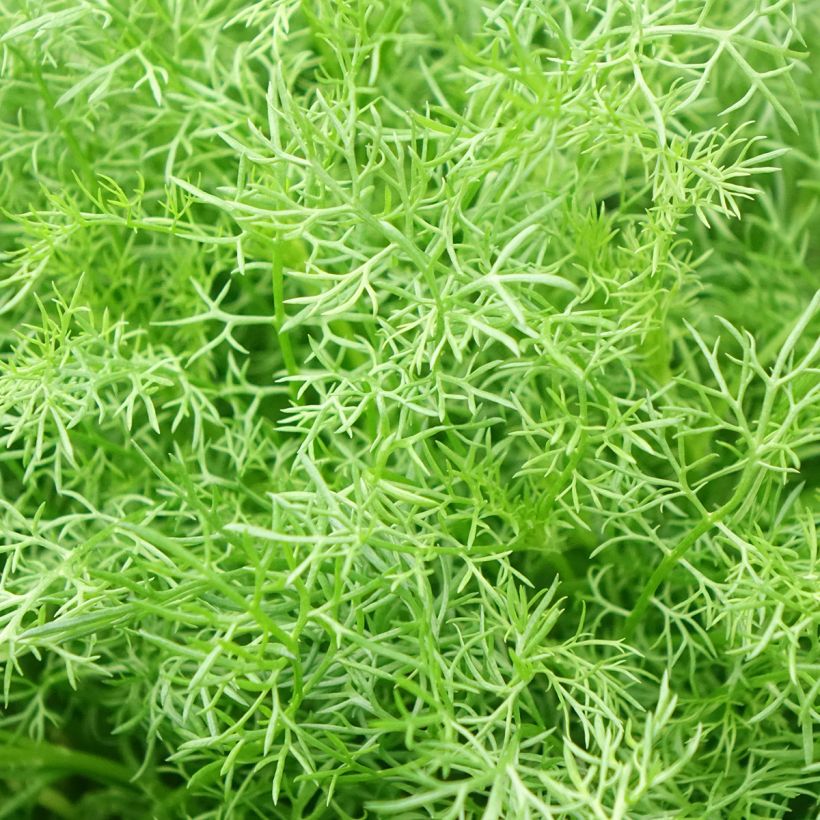 Matricaria camomilla - Camomilla (Fogliame)