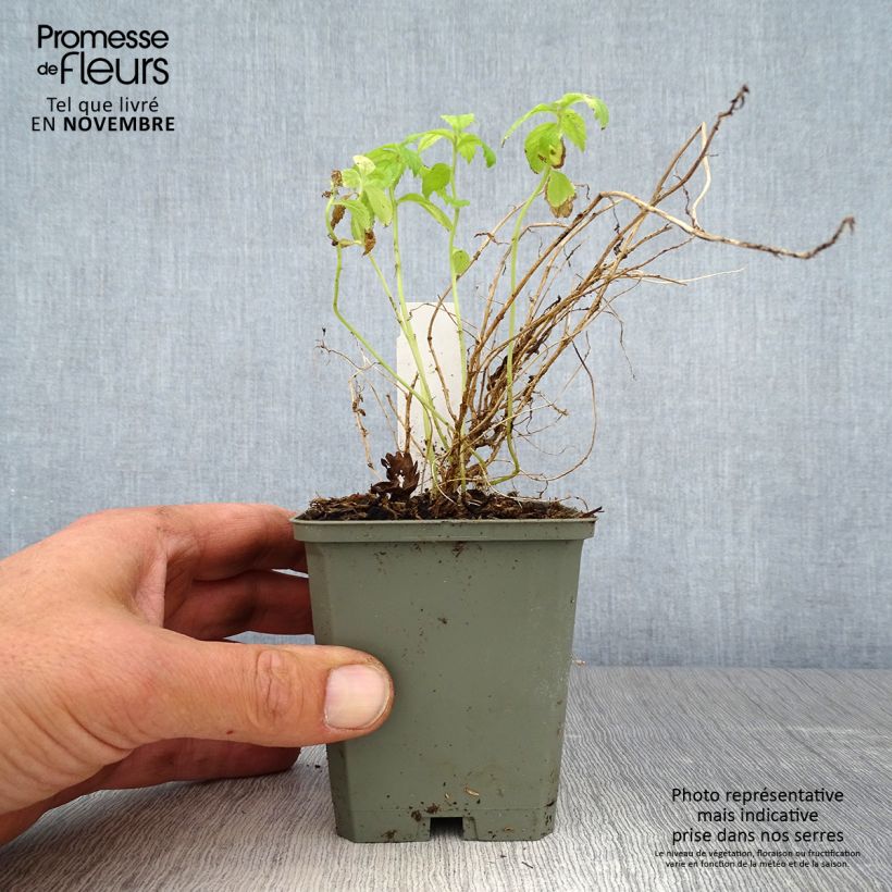 Esemplare di Campanula lactiflora White Pouffe Vasetto da 8/9 cm come consegnato in autunno