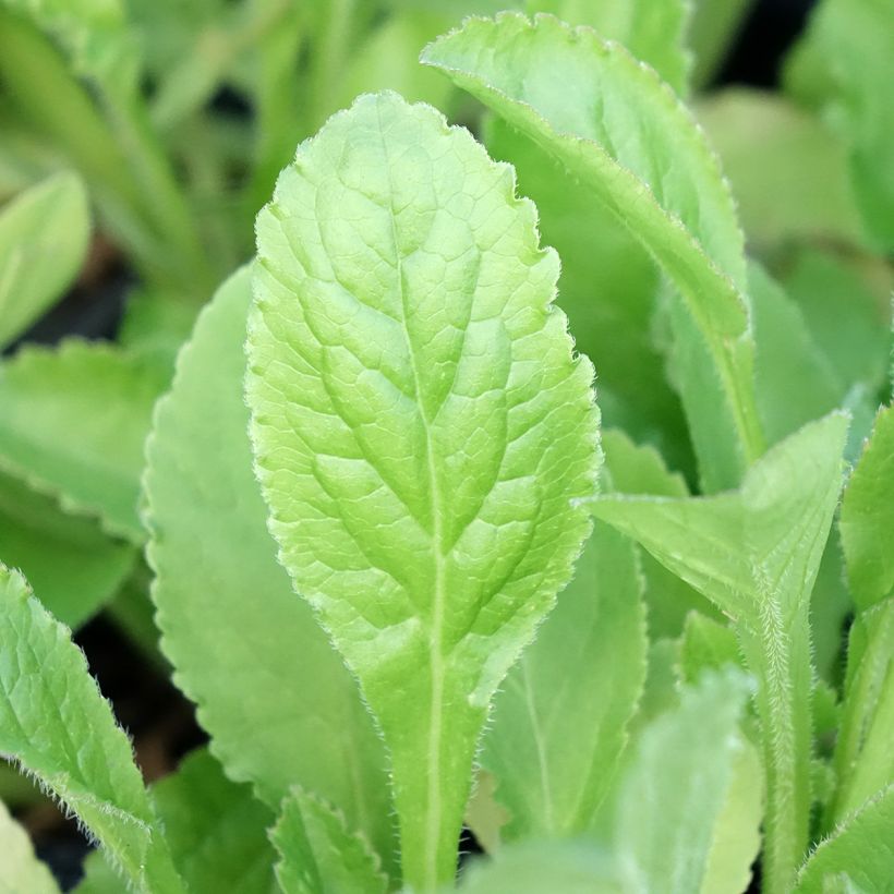 Campanula medium Blue - Campanula toscana (Fogliame)