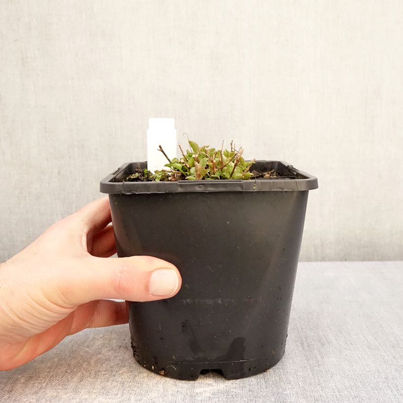 Example of Campanula persicifolia La Bello - Campanula con foglie di pesco Vaso da 2L/3L as you get in hiver