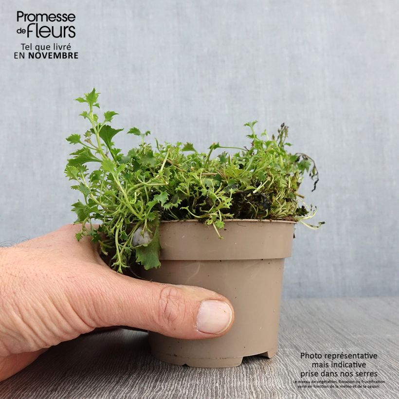 Esemplare di Campanula poscharskyana Ambella Intense Purple - Campanula serba Vaso da 1L/1,5L come consegnato in autunno