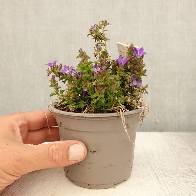 Esemplare di Campanula poscharskyana Adansa Purple - Campanula serba Vaso da 1L/1,5L consegnato in estate