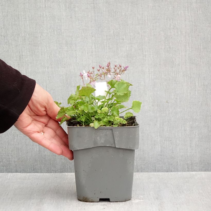 Esemplare di Campanula poscharskyana Lisduggan Variety - Campanula serba Vaso da 2L/3L come consegnato in autunno