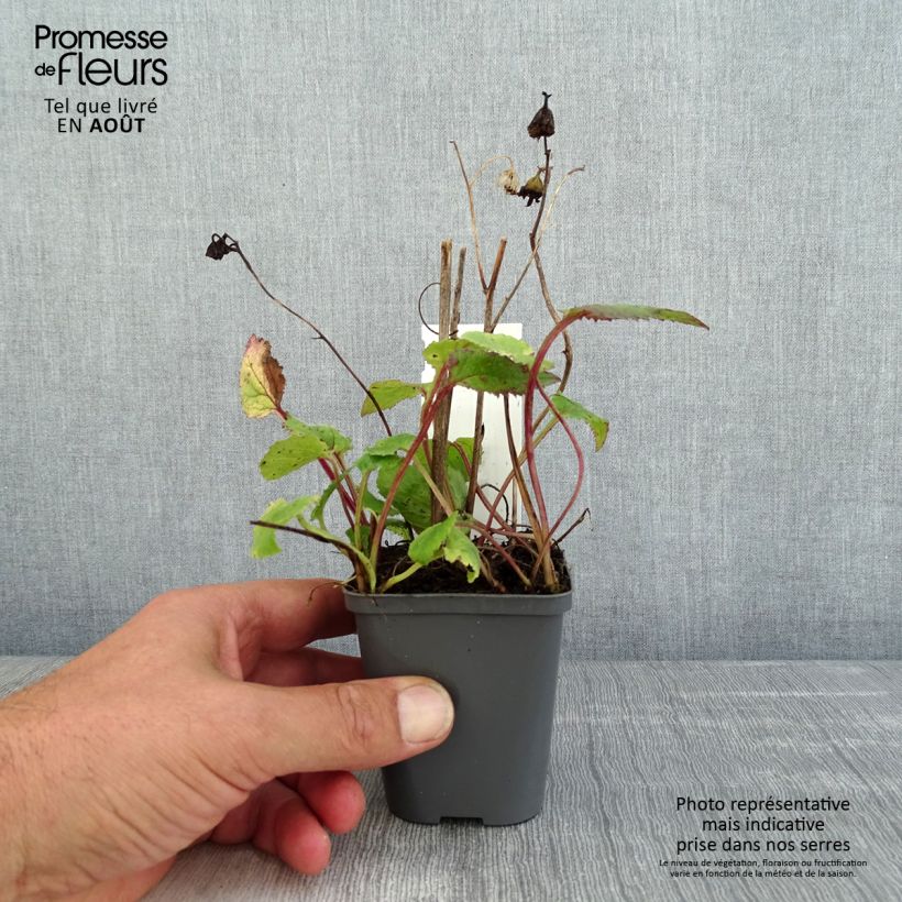 Esemplare di Campanula punctata Rubriflora Vasetto da 8/9 cm consegnato in estate