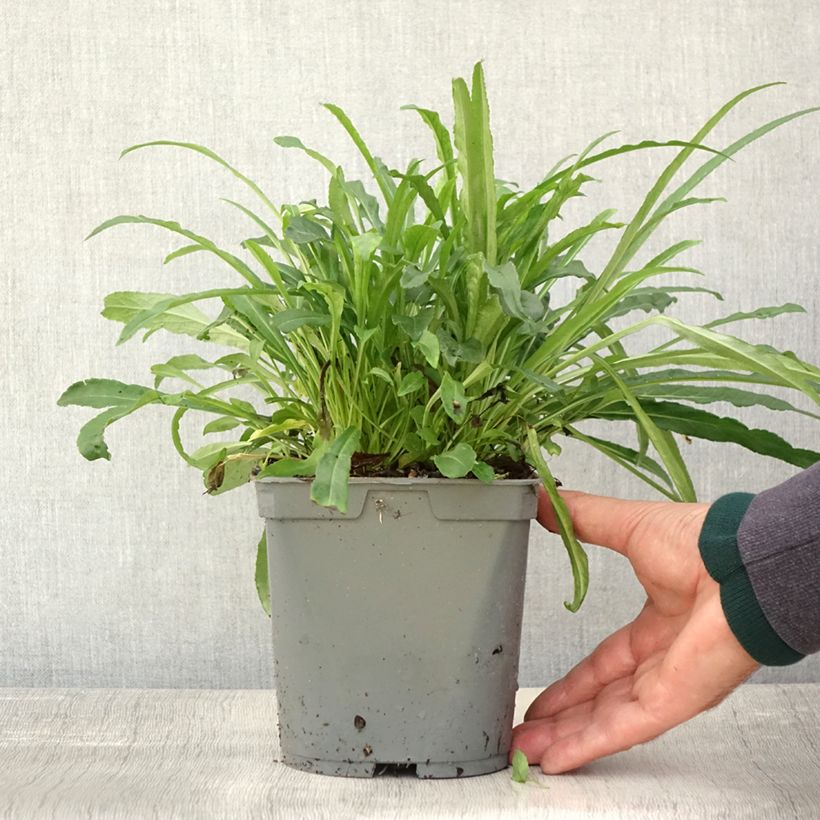 Esemplare di Campanula persicifolia Alba - Campanula con foglie di pesco Vaso da 2L/3L come consegnato in autunno