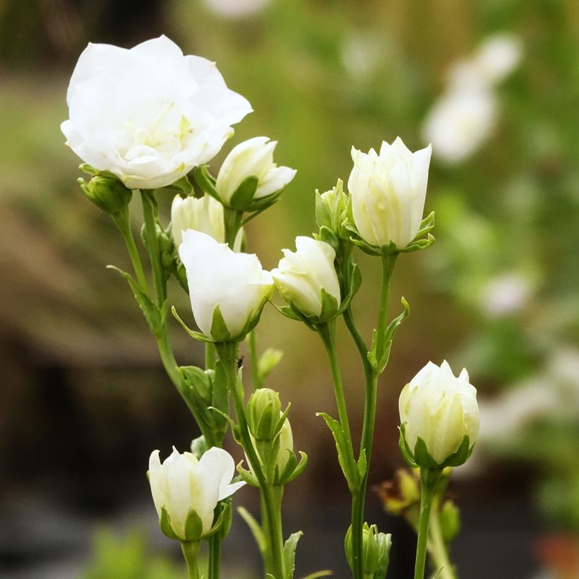Campanula persicifolia La Bonne Amie - Campanula con foglie di pesco (Fioritura)