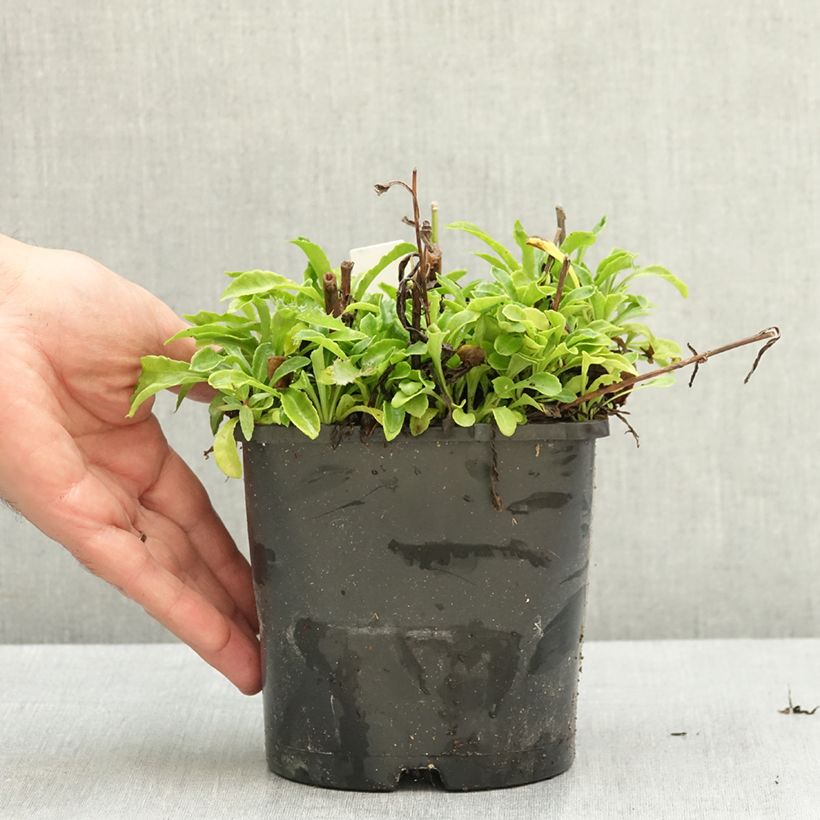 Esemplare di Campanula persicifolia La Bonne Amie - Campanula con foglie di pesco Vaso da 1,5L/2L consegnato in estate