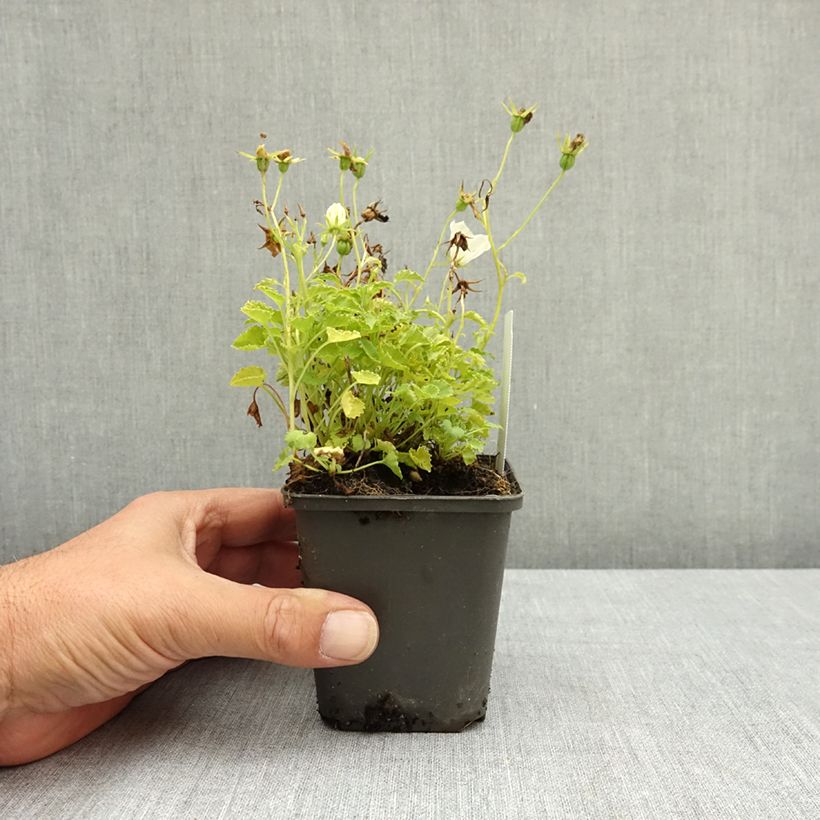 Esemplare di Campanula carpatica Clips White - Campanula dei Carpazi Vasetto da 8/9 cm consegnato in estate