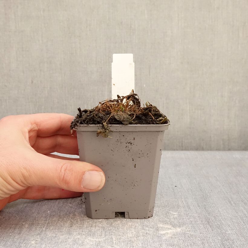 Example of Campanula carpatica Clips White - Campanula dei Carpazi Vasetto da 8/9 cm as you get in hiver