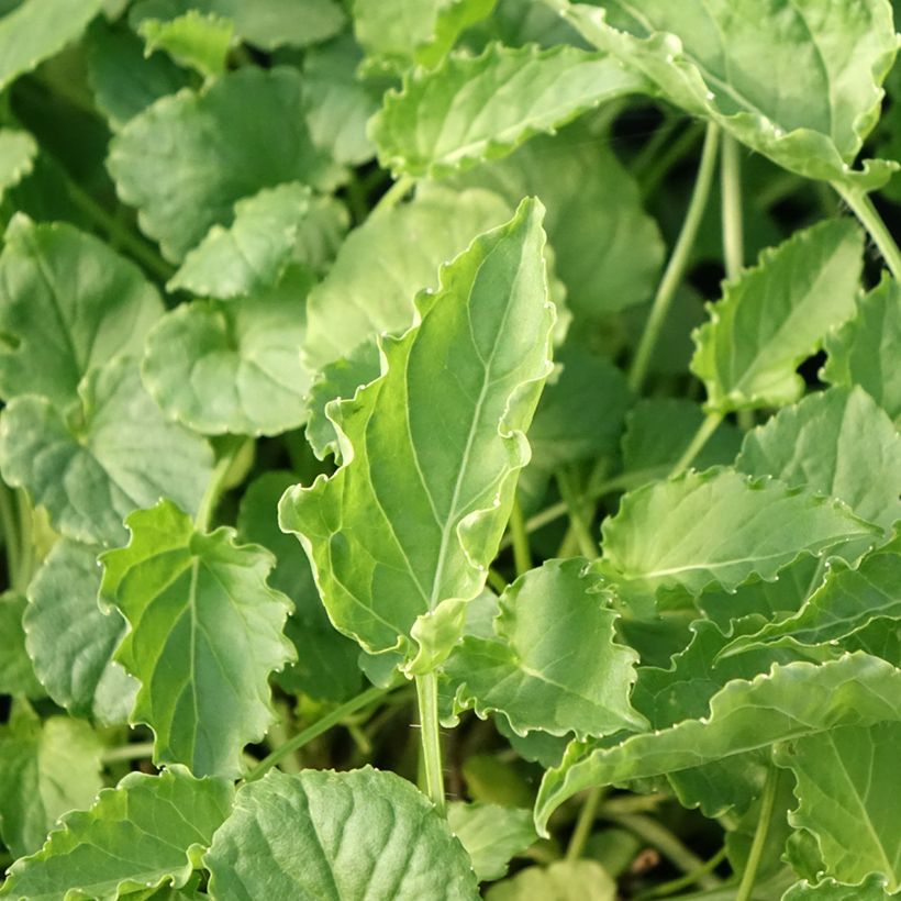 Campanula carpatica Clips White - Campanula dei Carpazi (Foliage)