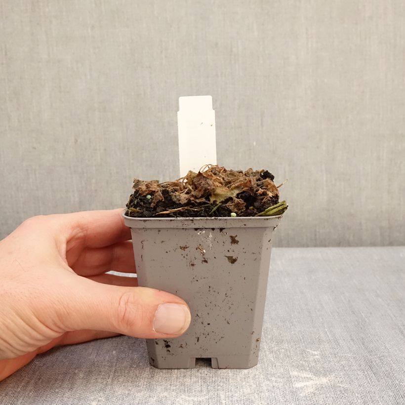 Example of Campanula carpatica Clips Blue - Campanula dei Carpazi Vasetto da 8/9 cm as you get in hiver